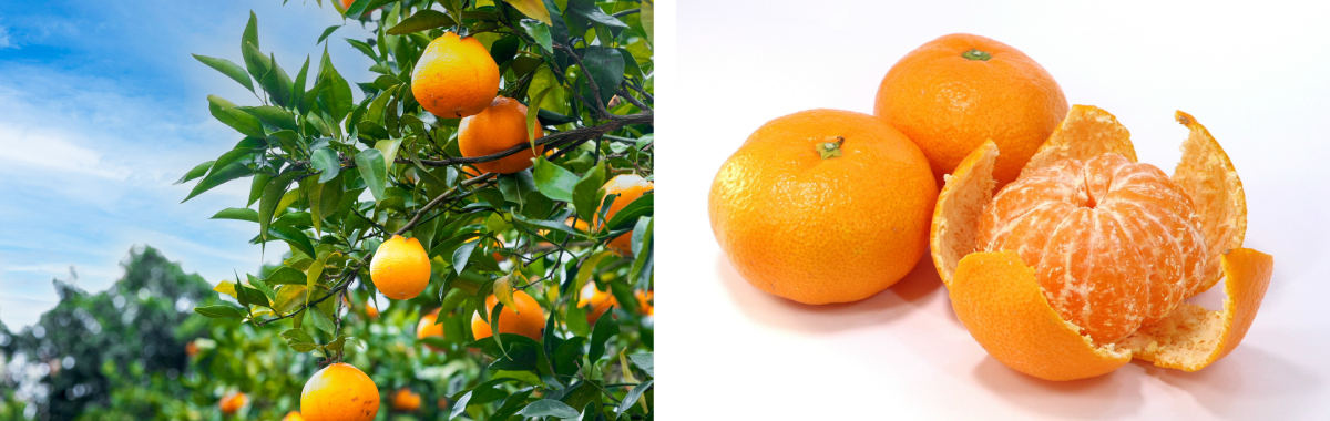 みかん狩り 風景