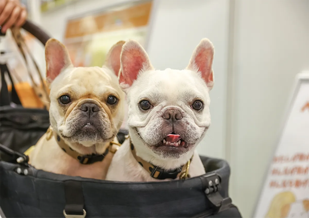 わんわんエクスプレスで行く 〜愛犬と楽しむインターペット大阪〜 貸切